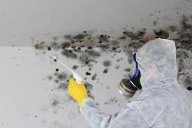 Best Black Mold Removal  in Kenmore, WA